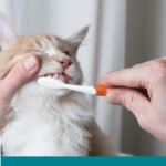 تنظيف اسنان القطط